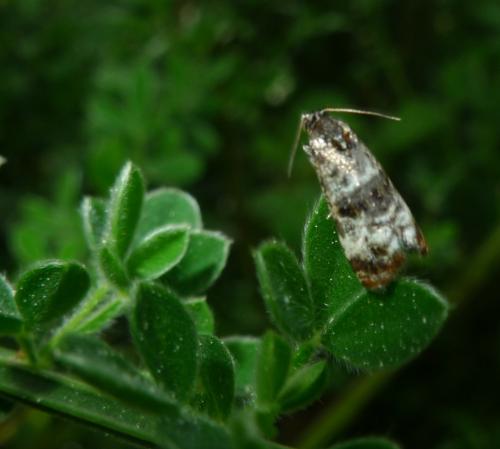 Réf. 203 413 : Hysterophora maculosana